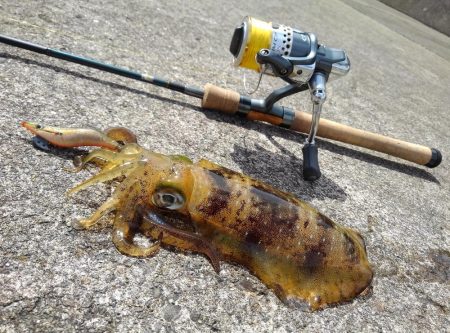 風吹く越前海岸でエギング